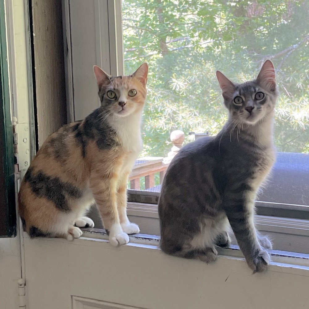 Meet your Posher, Bronwyn